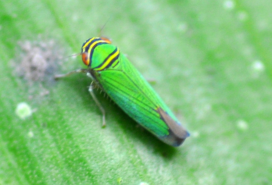 Leafhopper Sharpshooter