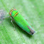 Leafhopper Sharpshooter