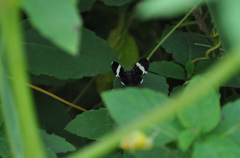 White-Striped Black Moth