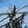 Northern Red-shafted Flicker