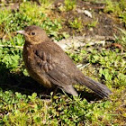 Blackbird juvenile