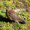 Blackbird juvenile