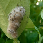 Unknown moth egg hatchings