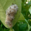 Unknown moth egg hatchings