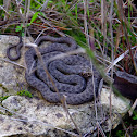 Montpellier snake (Σαπίτης)