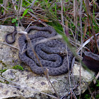 Montpellier snake (Σαπίτης)