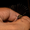 Cedar Beetle - Male