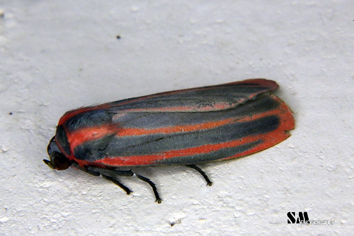 Lithosiini moth