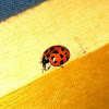 Harlequin Lady Beetle ( Joaninha )