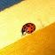 Harlequin Lady Beetle ( Joaninha )