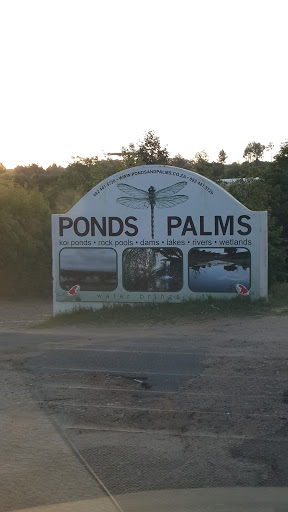 Pond Palms Dragonfly