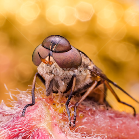 The 3rd Eye by Percy Photography - Animals Insects & Spiders