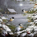 Birds Snow Storm Live Wallpape