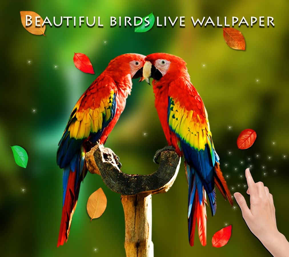 Birds 3D Live Wallpaper Apl Android Di Google Play