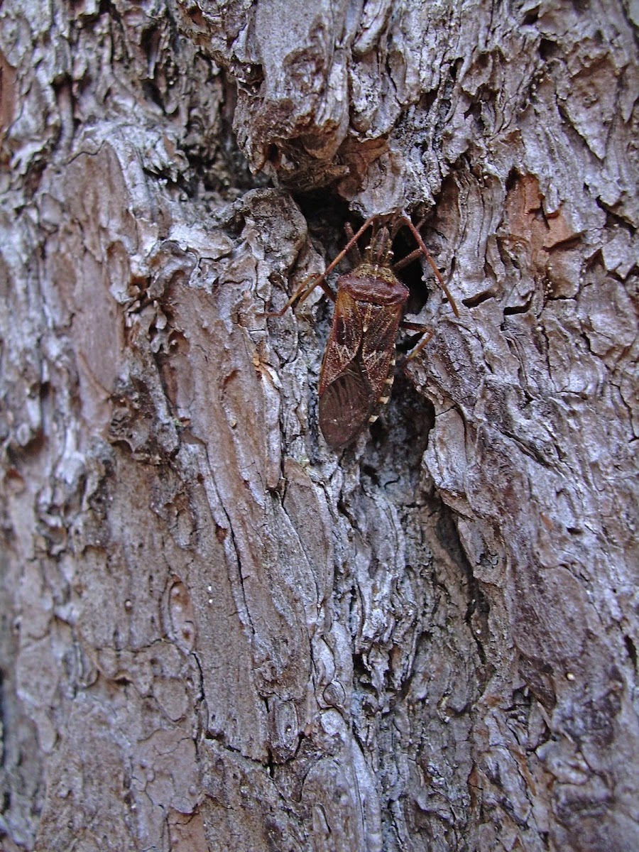 Leaf-footed bug