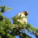 redtail hawk