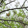 Eastern Tiger Swallowtail