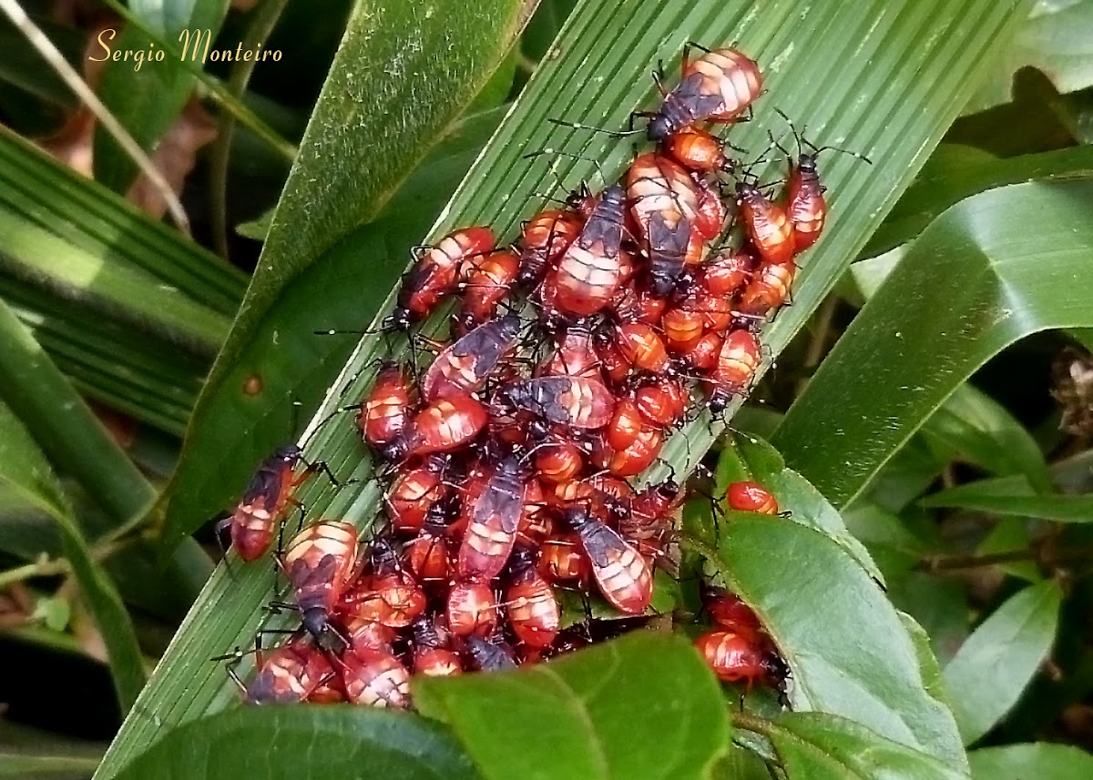 Scentless plant bug nymphs