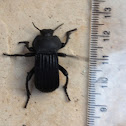 Armoured Darkling Beetle