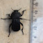 Armoured Darkling Beetle