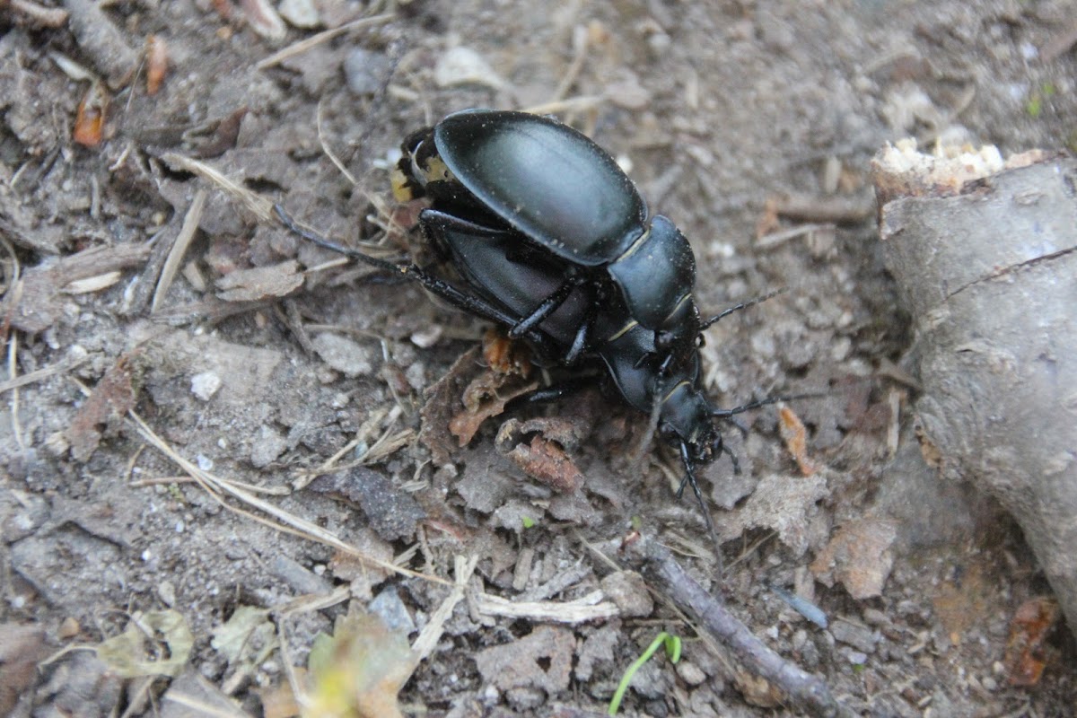 Smooth ground beetle