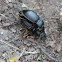 Smooth ground beetle