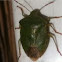 Escarabajo Verde