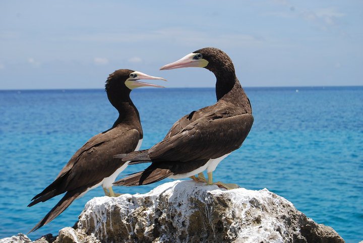 brown booby