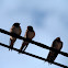 Barn Swallow