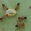 Acrobat Ant - Symbiotic relation