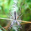 Writing Spider (Adult Female)