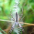 Writing Spider (Adult Female)