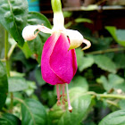 Fuchsia