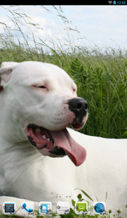 How to mod Dogo Argentino Theme 3.0 unlimited apk for laptop