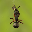 Comb footed spider with Ant