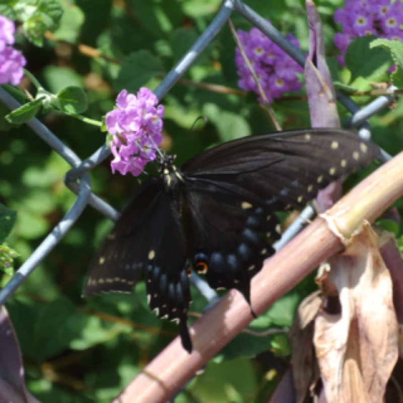 Black Swallowtail      female