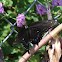 Black Swallowtail      female