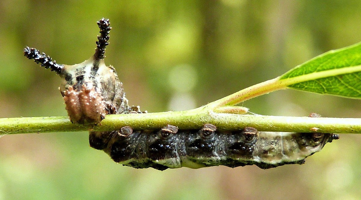 Red-Spotted Purple Butterfly Caterpillar
