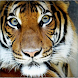 Animal world for kids