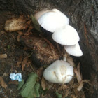 white-headed oyster mushroom - cerreta