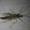 Unknown Ichneumon Wasp, male