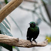Iris Glossy-starling