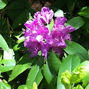 Rhododendron (non-native)