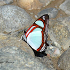Double-banded Banner