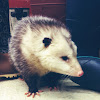 Virginia Opossum