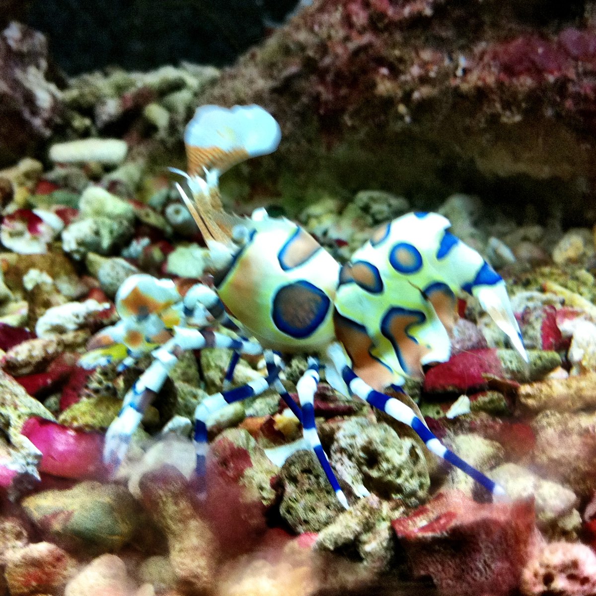 Clown shrimp, Harlequin shrimp