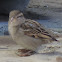 House Sparrow (female)