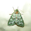 Lichen Mimic Moth