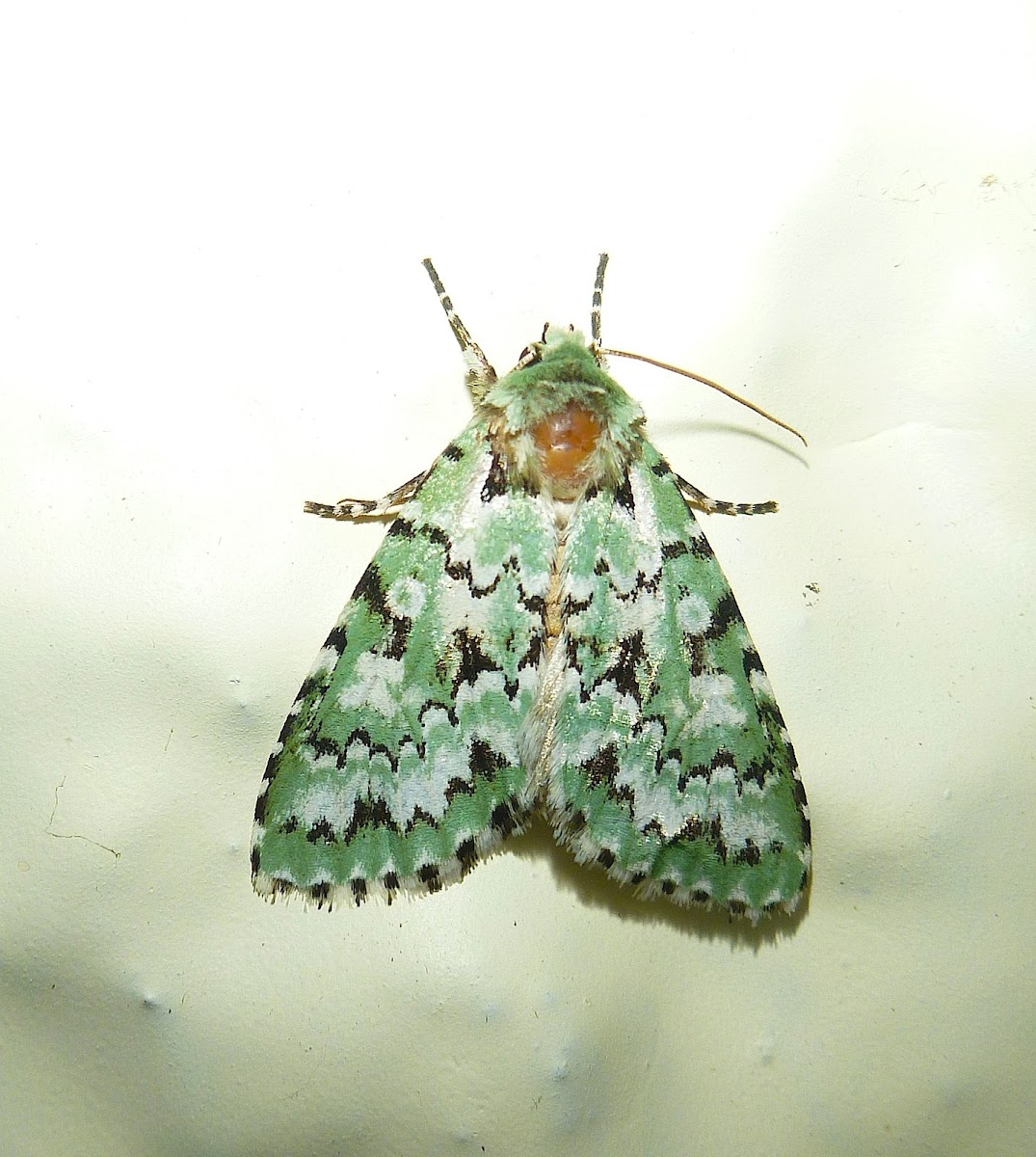 Lichen Mimic Moth