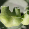 Sage Leaf Gall Midge